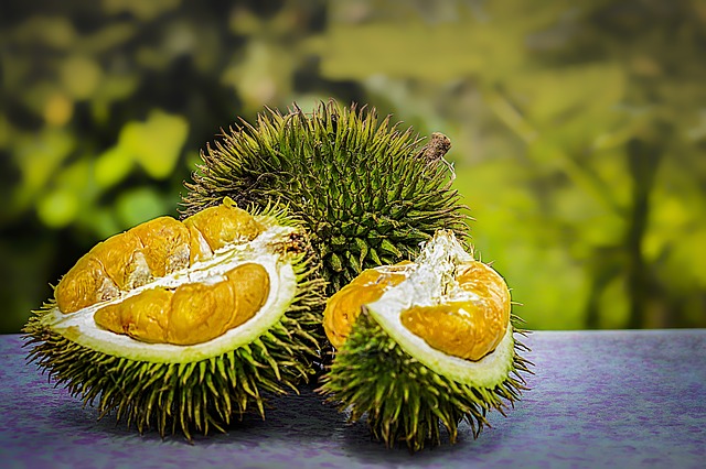 montong durian plantation business