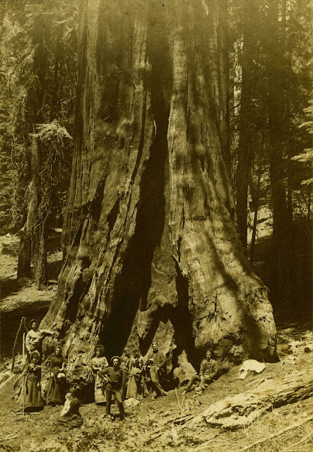 Genesis Tree, sequoia