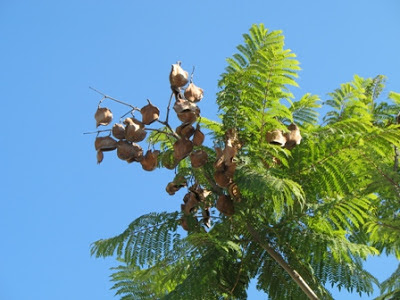 arboles argentinos Jacarandá Jacaranda mimosifolia