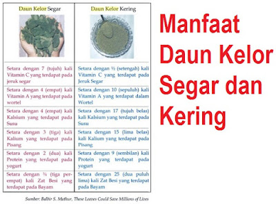 20 MANFAAT KHASIAT DAUN KELOR UNTUK KESEHATAN DAN DIET