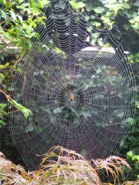 Spinnenweb met kruisspin in het midden