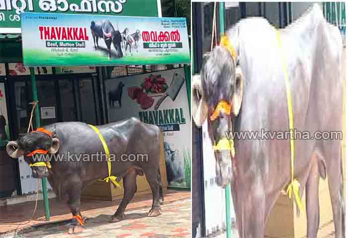 News, Kerala, Kerala-News, Top-Headlines, Malayalam-News, Ajanur: Buffalo brought from other state to prepare the festival food.