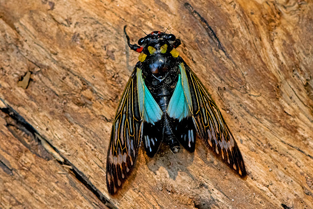 Distantalna splendida cicada