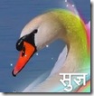 sugya