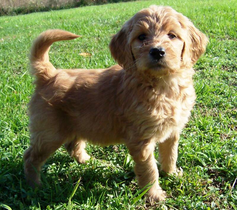 Cute Dogs: Golden Retriever Poodle Mix - 100 2963 Op 800x709