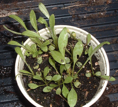 [Photo: Coreopsis lanceolata seedlings.]