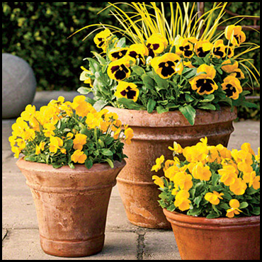 pots