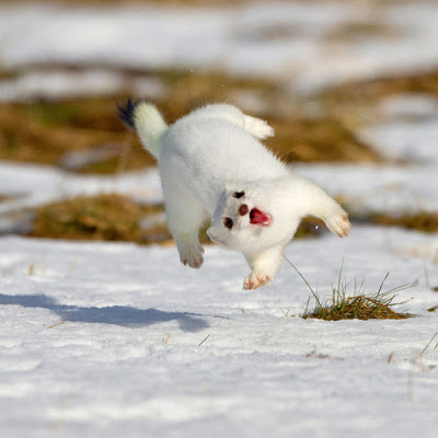 Happiest Animals