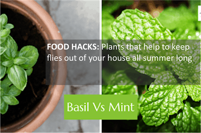 FOOD HACKS: Plants that help to keep flies out of your house all summer long