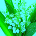 Muguet du 1er Mai