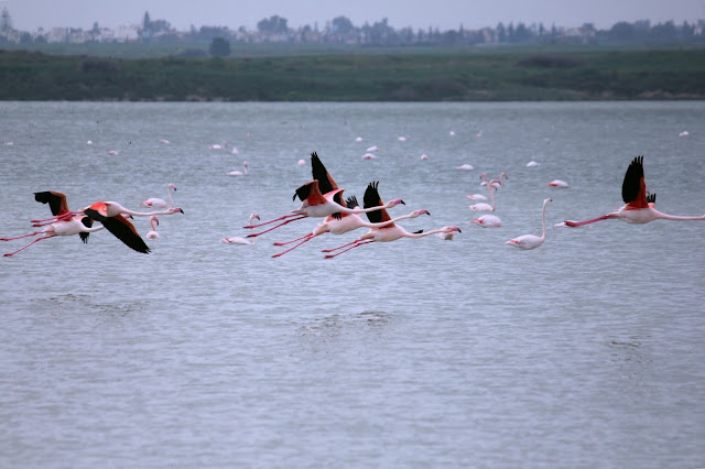 Larnaka sóstó flamingó