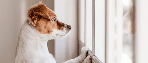 Dealing with Separation Anxiety Preparing Your Dog for Life After Lockdown