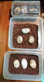 telur iguana rusak