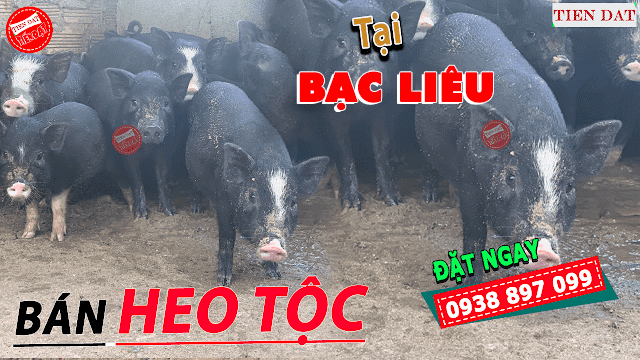 Địa chỉ bán heo tộc, heo đen, heo đồng bào, heo mọi tại Bạc Liêu Giá rẻ