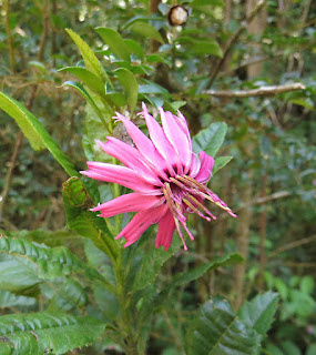 Barnadesia sp.