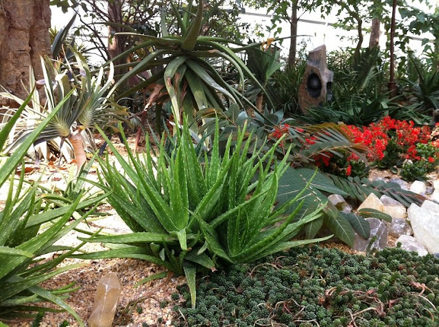 gardens by the bay flower dome succulent garden aloe vera