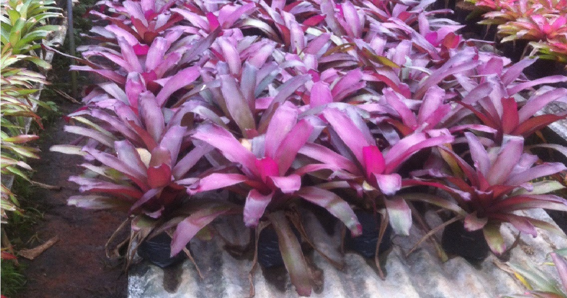 tukang tanaman  hias  jual pohon nanas  nanasan bromelia