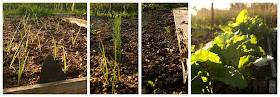 leeks, spring onions, carrots, beetroot -  www.growourown.blogspot.com