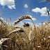 « السودان يحرر سعر القمح ويترك استيراده للقطاع الخاص »