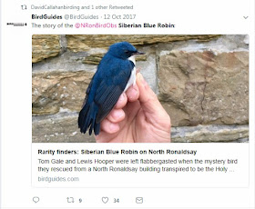 Siberian Blue Robin - North Ronaldsay