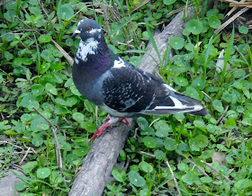 Feral pigeons are derived from wild rock doves