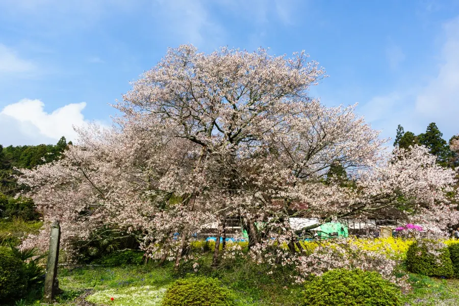 狩宿の下馬桜（静岡）