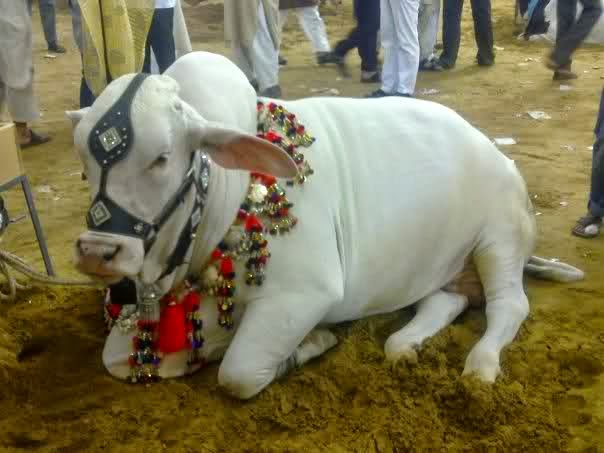 Bakra Eid 2013,Camel Qurbani,Eid Al Adha Mubarak,Cow 