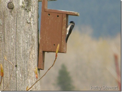Tree Swallow
