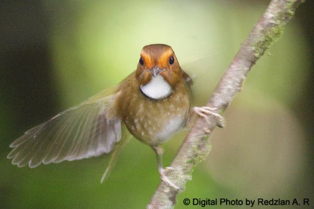 Rufous-browed Flycatcher (Ficedula solitaria)