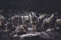 Wolf Pack - Photo by Thomas Bonometti on Unsplash