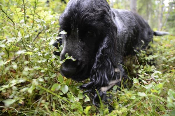 cocker spaniel