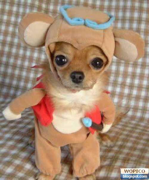 Dog Warrior