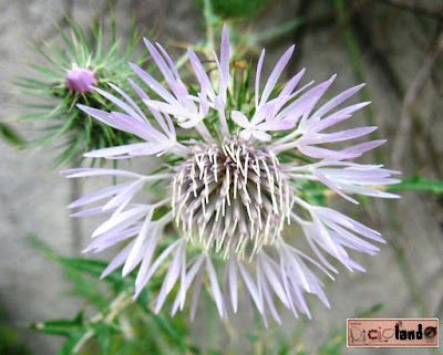 fiore Scarlina Riciclando