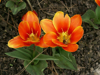 Tulipes kaufmanniana - Tulipa kaufmanniana Early Harvest - Tulipe Early Harvest