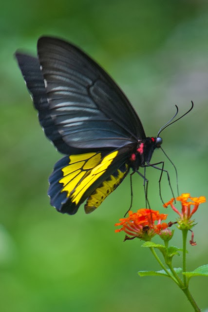 Miscellanea: Endemic Butterflies of Sri Lanka