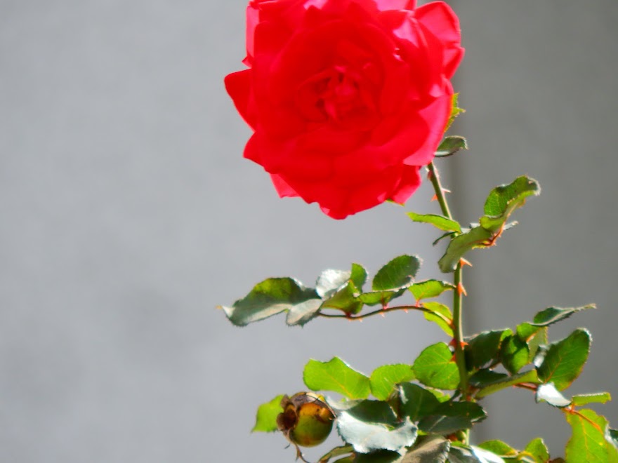 ROSA VERMELHA