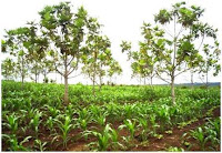 Crops For Green Manure