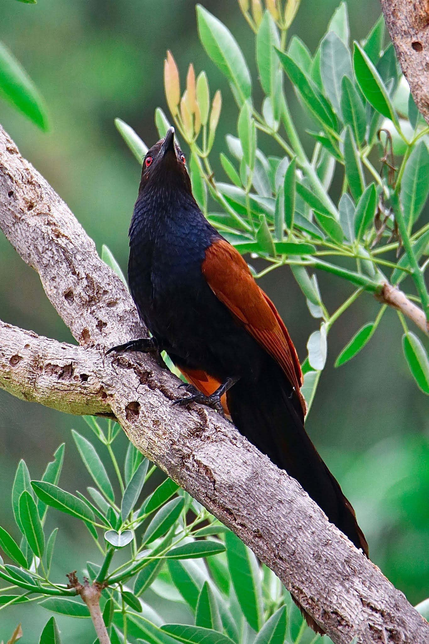 Greater Coucal bird high resolution free