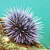 Vietnamese Sea Urchins