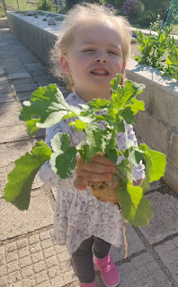 Rosie with some harvest - White Radish