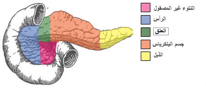 أجزاء البنكرياس
