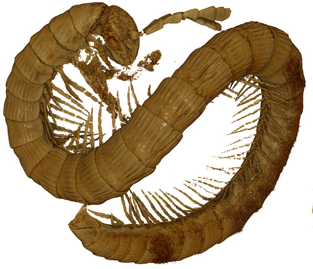 Dwarfs under dinosaur legs: 99-million-year-old millipede discovered in Burmese amber
