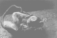 Victim of illegal hunting of primates in Asia