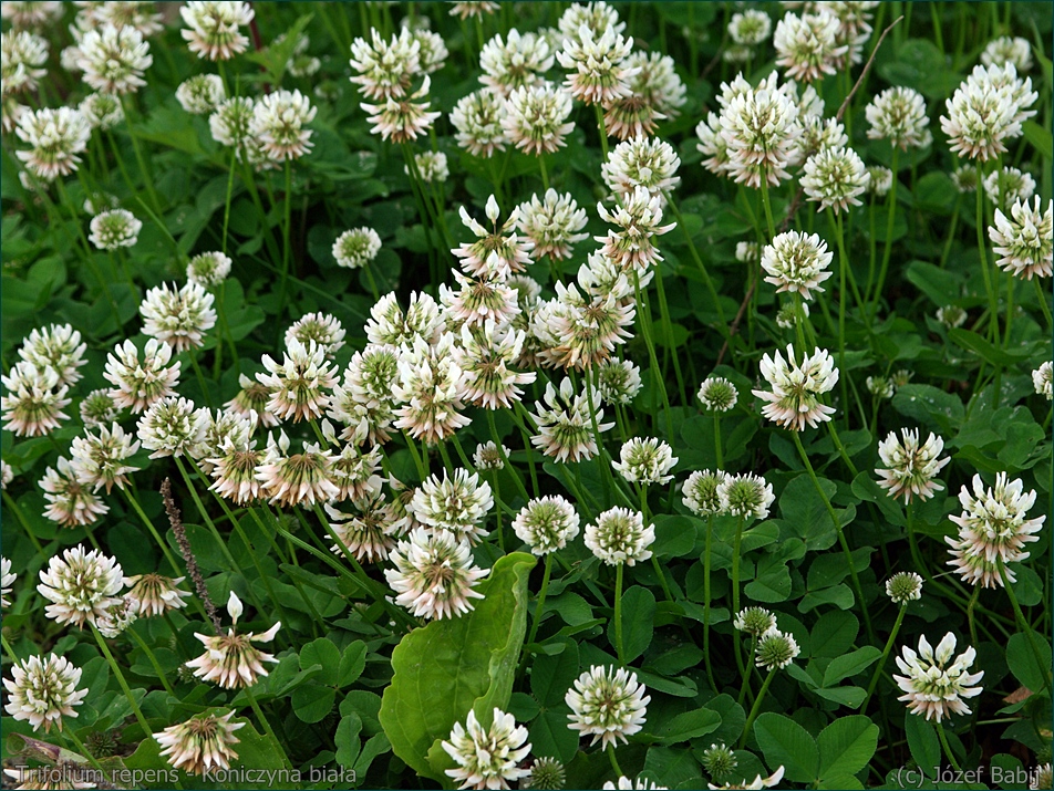 Trifolium repens - Koniczyna biała, koniczyna rozesłana kwiaty