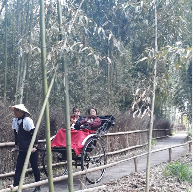 Bamboo Forest, Kyoto, Japan