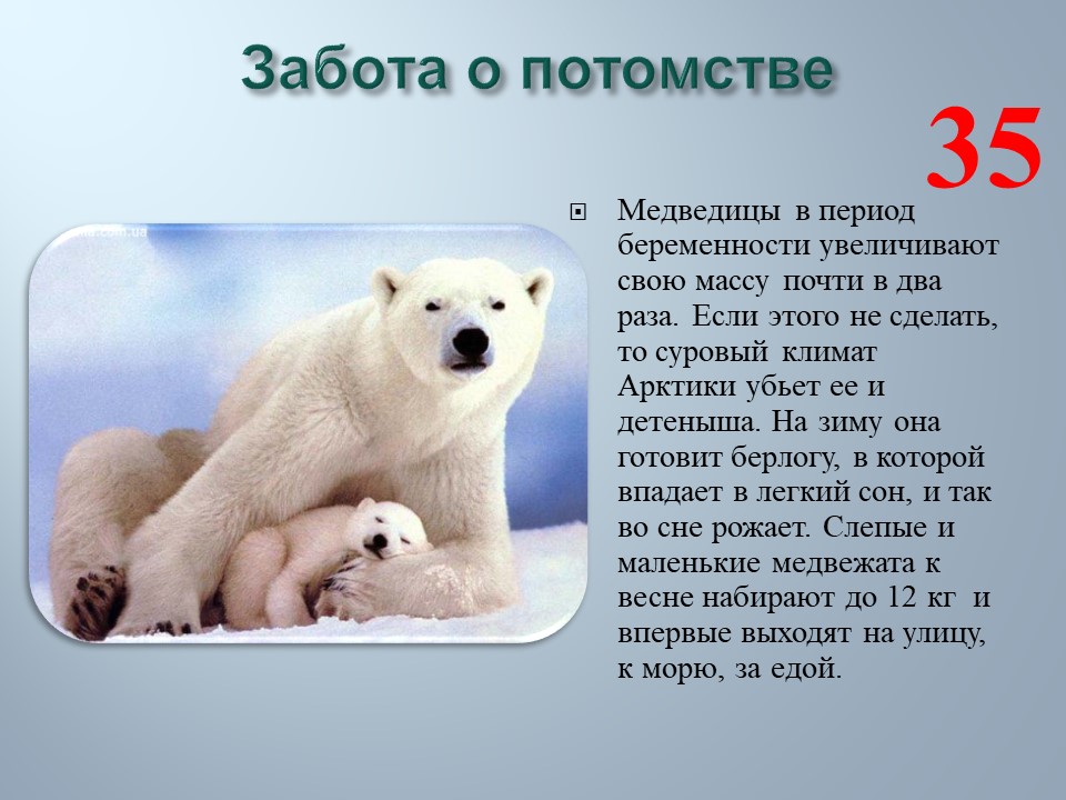 Приспособленность белого медведя к среде обитания. Белый медведь приспособление к среде обитания. Черты приспособленности к среде обитания белого медведя. Приспособленность организмов к среде обитания белого медведя. Приспособленность бурого медведя к среде обитания