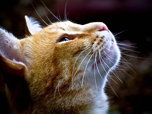Mitra kahoi: Alasan Rasulullah Sayang Terhadap Kucing