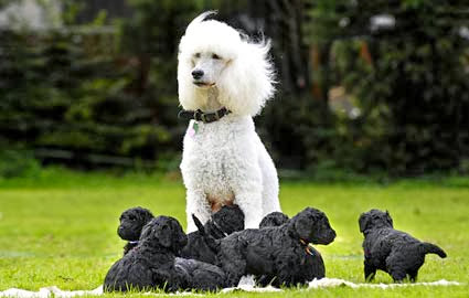 White Poodle dog with black babies 