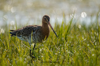 Wildlifefotografie Uferschnepfe Olaf Kerber