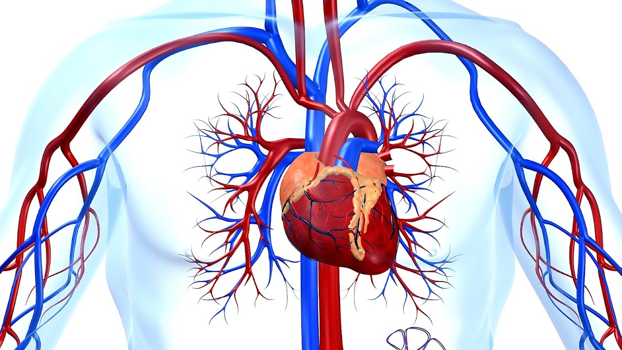 Cardiology - Medical Heart